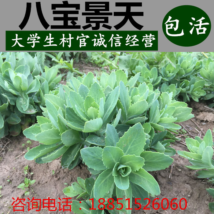 八宝景天盆栽蝎子草三七植物防蚊虫叮咬止痒跌打损伤活血