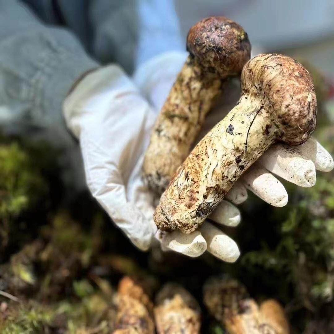 2025年香格里拉纯野生新鲜松茸菌云南特产出口级不开伞松茸