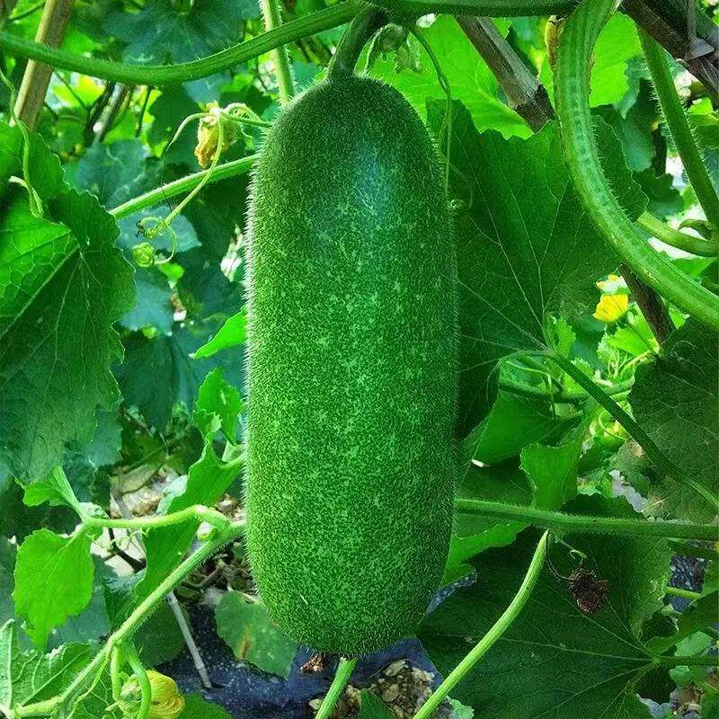 青皮小冬瓜种子早熟抗病丰产厚肉农家菜园阳台庭院春夏秋四季播种
