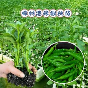 湖南正宗樟树港辣椒苗秧苗四季带土岳阳树苗本地土章种子小老品种
