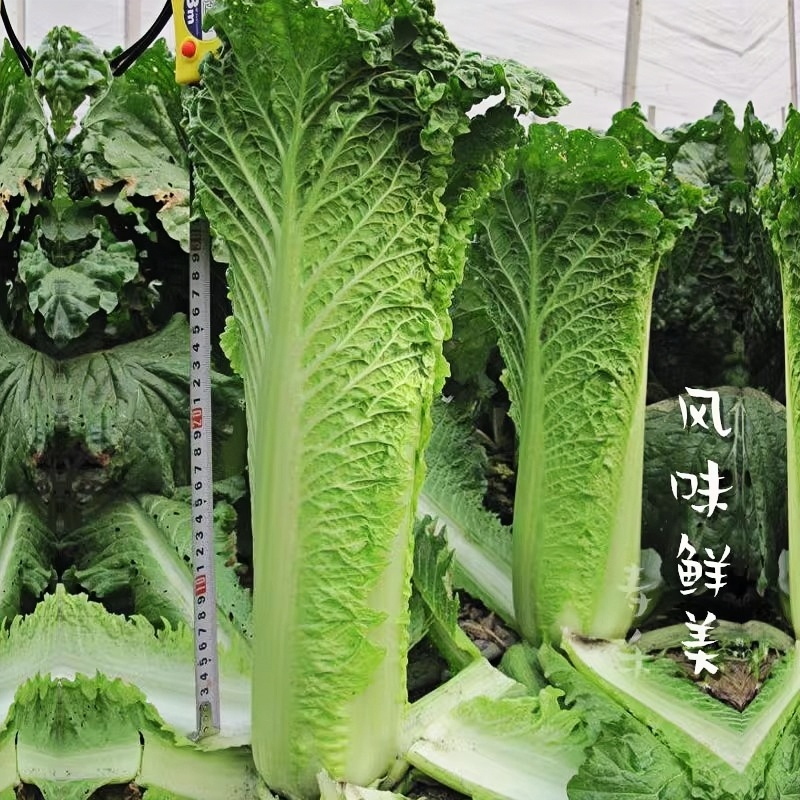 天津青麻叶大白菜苗带土高秆连心壮大青麻叶秧苗贵州青口白菜种子