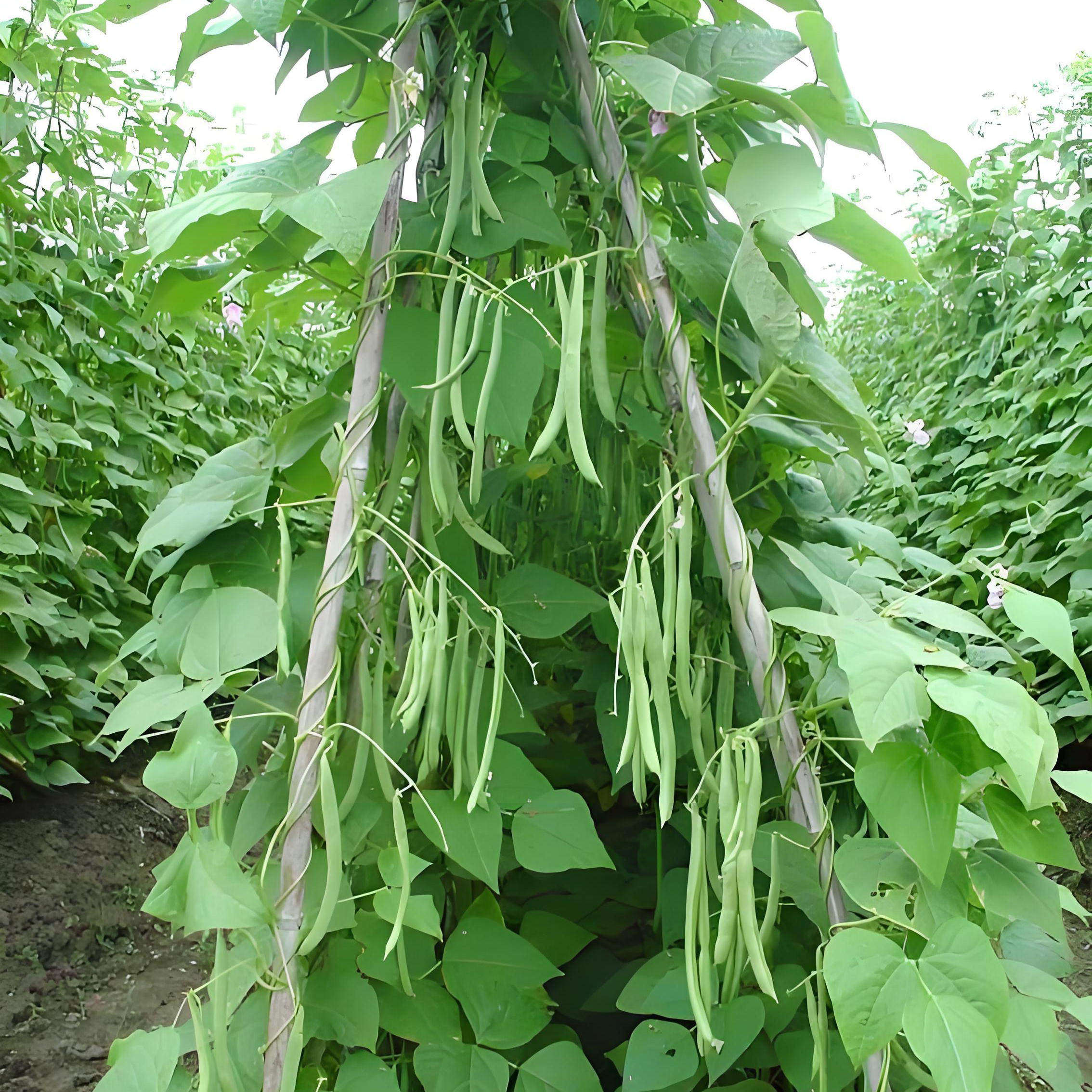 高产四季豆苗秧苗老品种宽扁爬藤无筋不搭架苗无架豆角苗带土种子