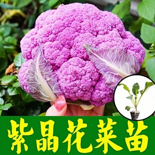 紫花菜彩色花椰菜西兰花松花菜阳台庭院秋季苗大田播蔬菜盆栽种植
