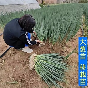 自家育苗铁杆大葱苗葱秧子秧苗葱栽子种植专用大葱苗幼苗山东大葱