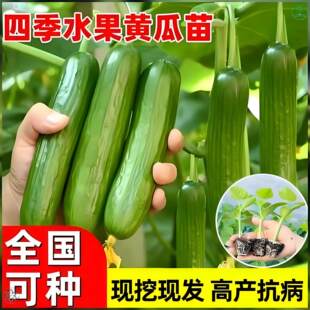 荷兰水果黄瓜苗秧苗高产盆栽阳台带土无刺老品种本地四季黄爪苗秧
