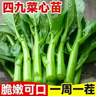 广东四九菜心秧苗四季播甜红菜苔速生青菜种籽蔬菜苗秧菜籽孑种植