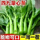 广东四九菜心秧苗四季 播甜红菜苔速生青菜种籽蔬菜苗秧菜籽孑种植