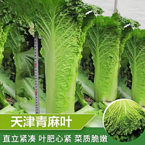 天津青麻叶大白菜苗带土秧苗耐寒高帮白菜秧苗蔬菜种子黄心老品种
