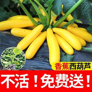 香蕉西葫芦苗秧苗圆形黄西胡芦大全四季南方蔬菜种籽孑爪苗秧种子
