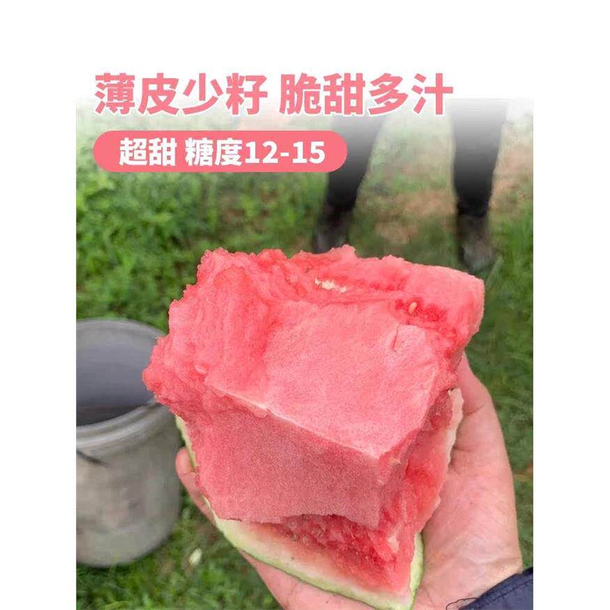 无籽美都西瓜秧苗嫁接懒人小手指盆栽冰糖麒麟8424甜王大棚西瓜苗