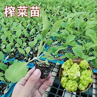 涪陵榨菜秧苗带土芥菜苗子秧疙瘩菜种籽乌江抱儿菜苗子适合秋天种