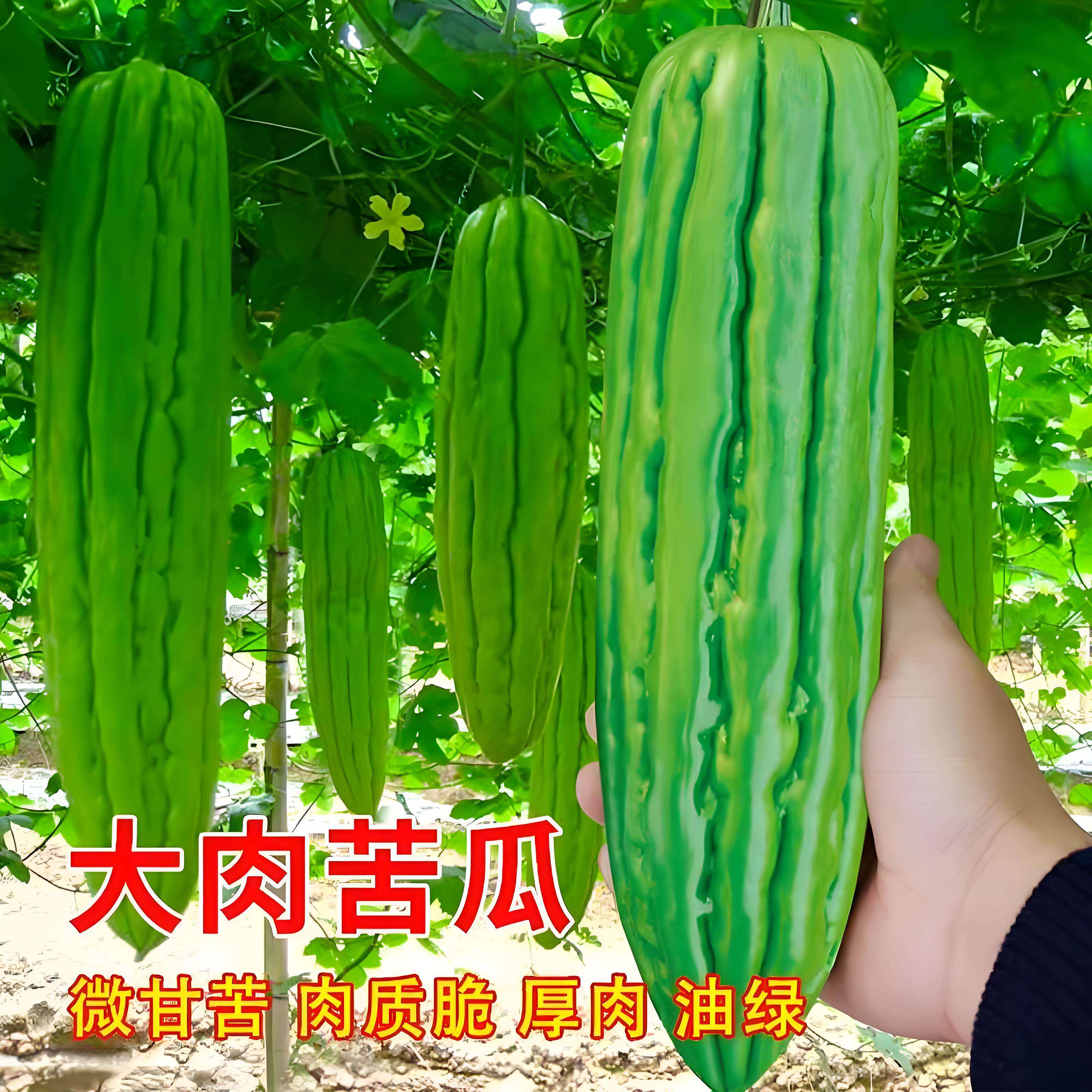 大肉苦瓜苗带土青油绿苦瓜秧苗苦爪种子微苦绿疙瘩本地新品种