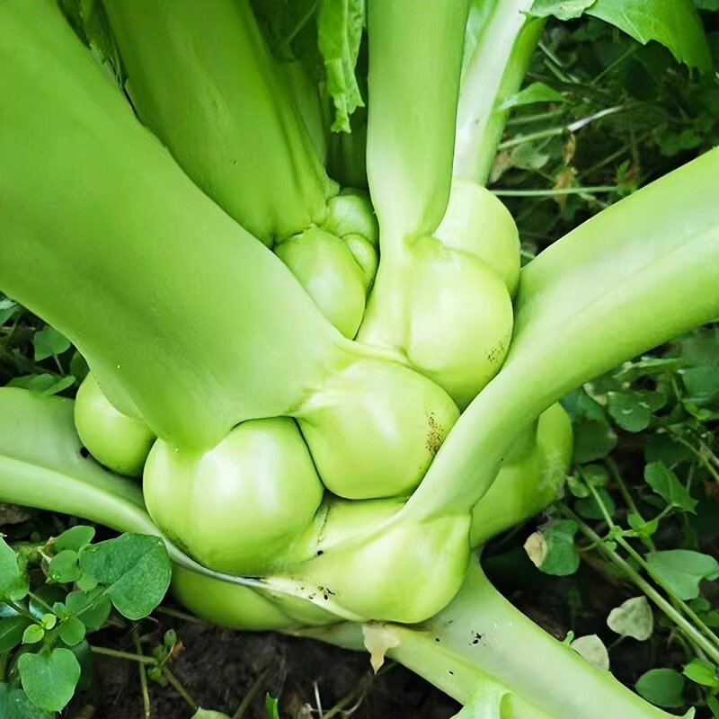 涪陵榨菜苗秧苗乌江榨菜幼苗大头菜青头菜荠菜苗春秋冬季耐寒菜苗