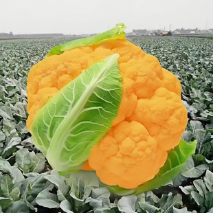 黄色花菜苗秧苗有机菜花苗子进口紫花菜秋冬季种植菜籽金色花椰菜