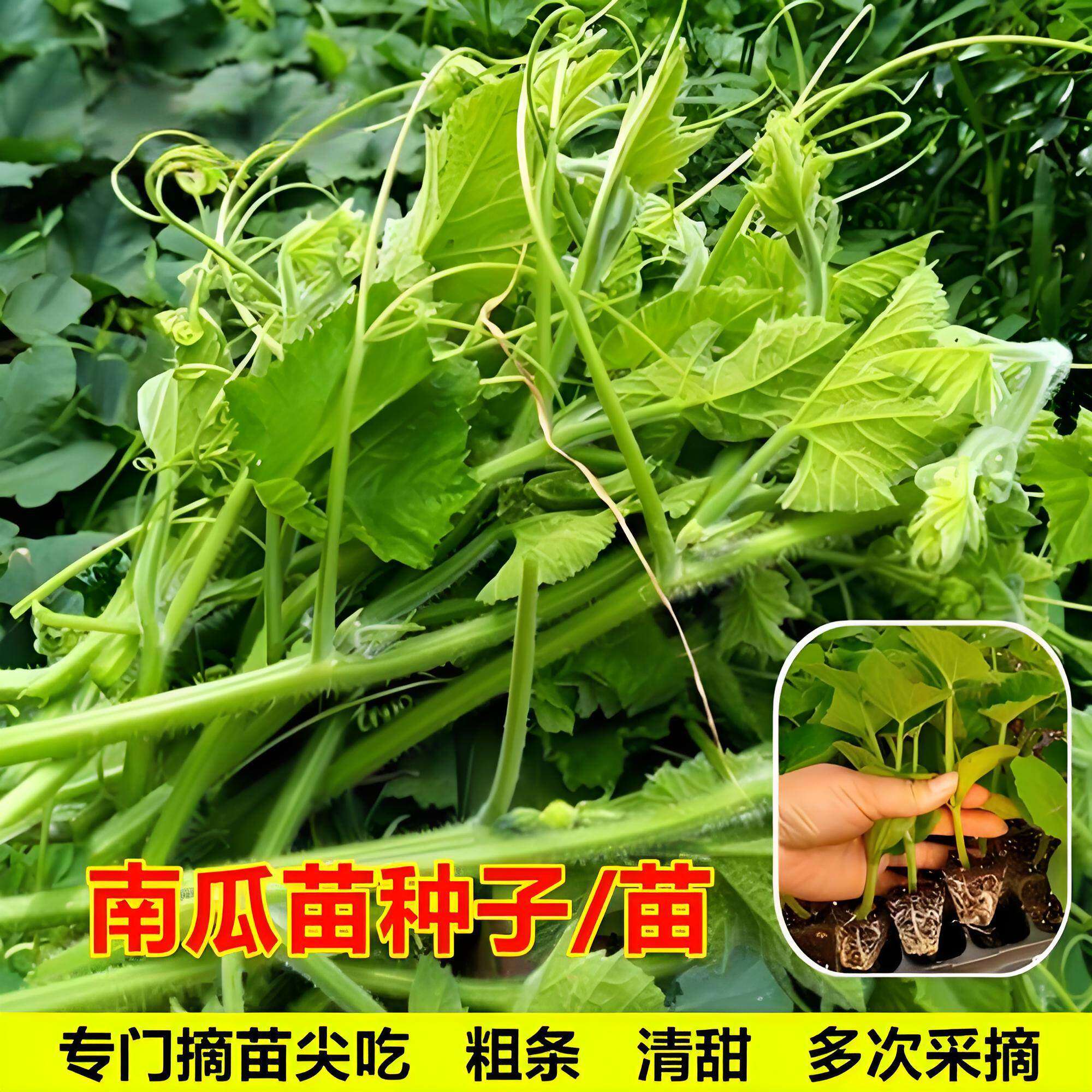 南瓜苗专吃藤秧苗广西专吃南瓜尖苗带土幼苗子云南种子蔬菜苗大全