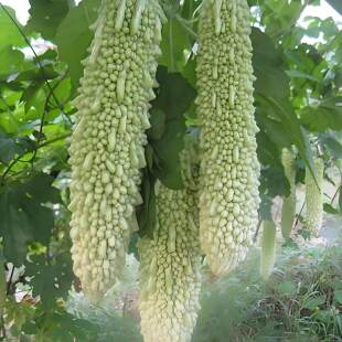 白露珍珠苦瓜苗带土特大号老品种秧苗本地带土高产长白玉四季白色