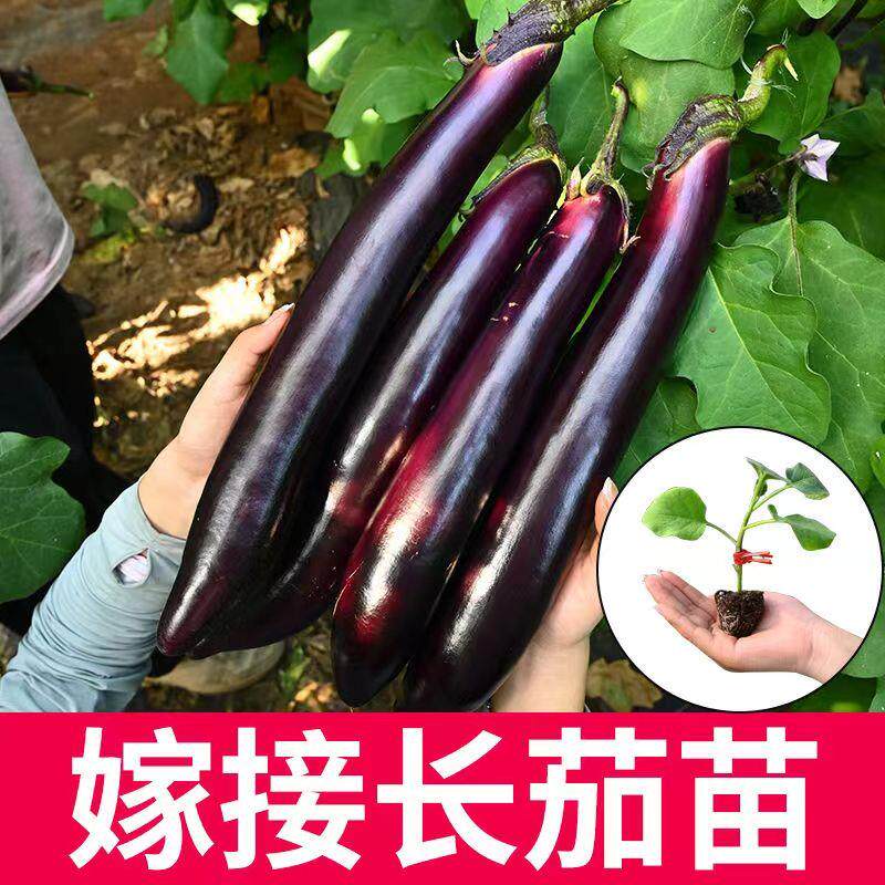 四季茄子苗黑紫红长茄圆茄蔬菜苗辣椒苗秧苗带土本地嫁接茄瓜茄苗