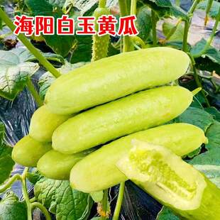 海阳白玉黄瓜苗正宗山东奶油牛奶老品种本地黄瓜秧苗老旱黄爪盆栽