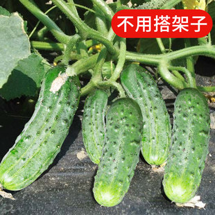 无架黄瓜苗满地爬水果旱黄瓜种籽阳台春季秋四季盆栽苗秧老品种爪