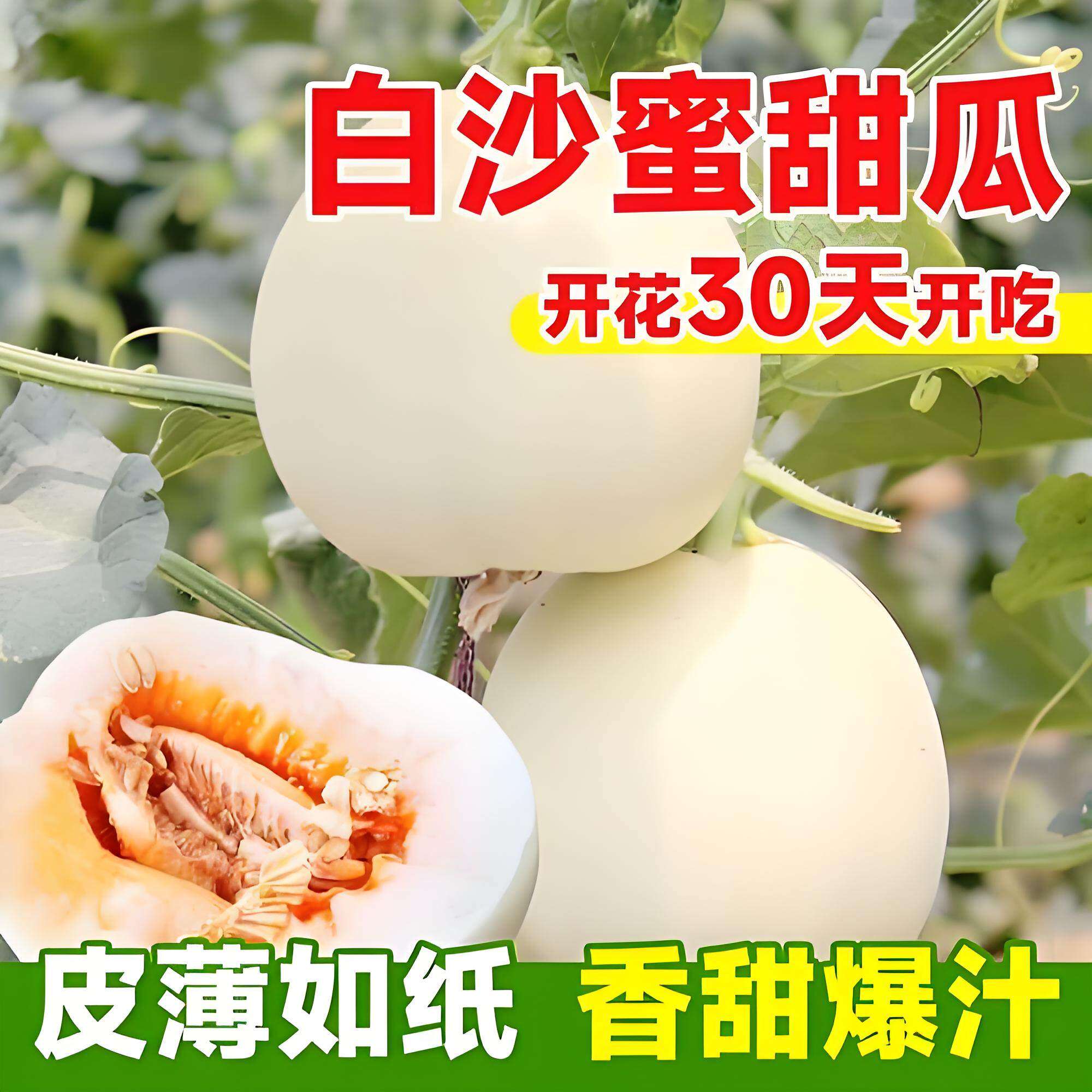 超甜白沙蜜甜瓜苗幼籽香