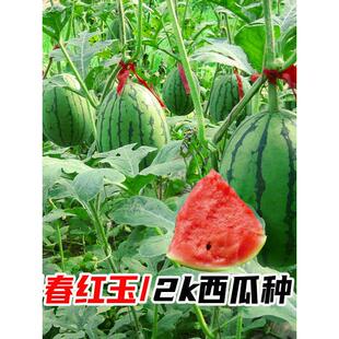 早春红玉西瓜苗秧小吊瓜甘美4k优质2K阳台盆栽四季无籽爬藤特小凤