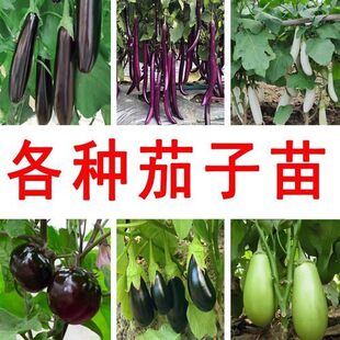 茄子秧苗辣椒苗青茄子苗秧苗杭线鸡蛋秋黑紫红四季大老品种带土树