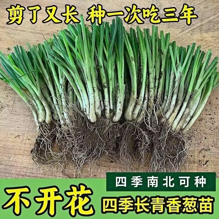 正宗耐寒抗病四季小香葱根苗小细葱秧苗室内外种植秋冬天菜苗