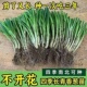 正宗耐寒抗病四季 小香葱根苗小细葱秧苗室内外种植秋冬天菜苗