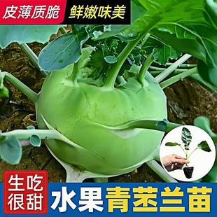 秋冬青苤蓝青苤兰秧苗种籽孑四季蔬菜苗秋季疙瘩苗丕兰芥菜芥蓝头