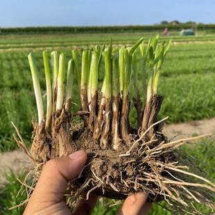 广西韭菜根苗广西广东宽叶韭菜根氿艽玖山东寿光韭菜根儿四川窄叶