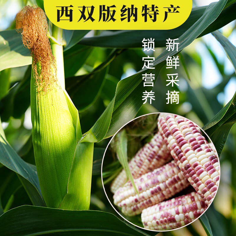 西双版纳糯玉米棒孕妇食品鲜香