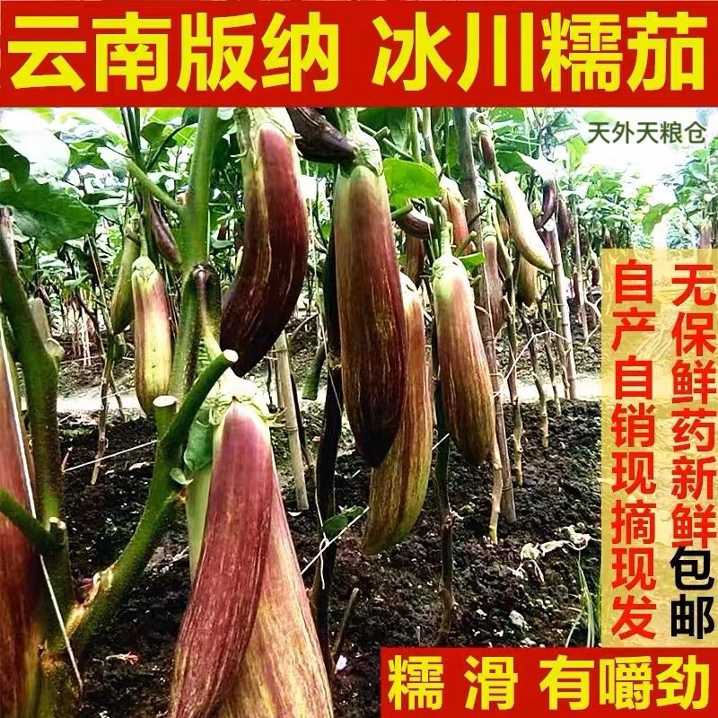 云南冰川茄子新鲜招积蔬名菜缅甸正宗脆皮糯花茄高档餐厅酒店食材
