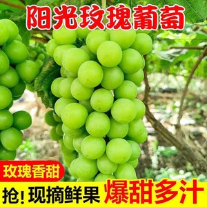 现摘无籽孕妇水果阳光玫瑰多汁甜