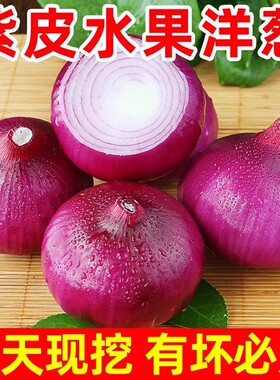现挖云南紫皮洋葱新鲜洋葱头生吃货农家自种蔬菜甜红皮圆葱包邮