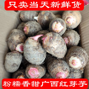 正宗广西红芽芋新鲜现挖小芋头粉糯香甜小香芋艿农家自种毛芋头仔