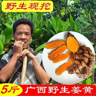 正宗野生姜黄新鲜现挖广西老姜黄月子小黄姜产后调节药用姜咖喱料