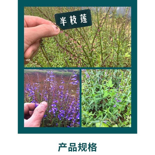半枝莲苗半支莲草苗潮汕四方枝仔苗韩信草苗绿植盆栽棵另售蛇舌草