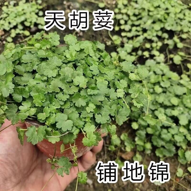 天胡荽苗铺地锦苗破铜钱草土地锦绿植盆栽潮汕青草药可种植可食用