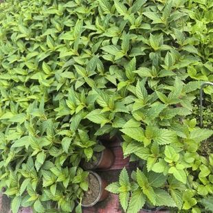 正宗溪黄草苗潮汕溪沟草苗真黄汁草熊胆草溪边黄香茶菜原土发货