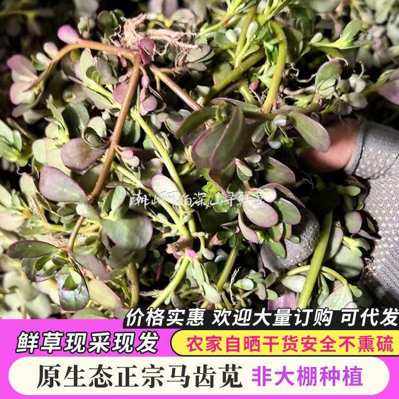 新鲜马齿苋野菜现采包邮