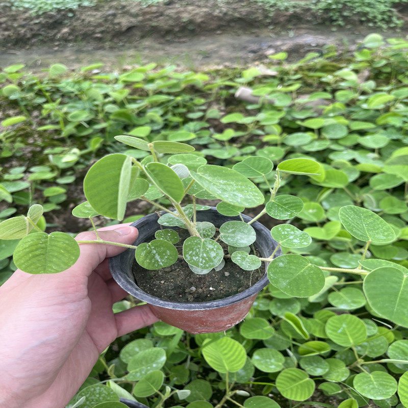 广金钱草苗大叶金钱种植苗中草药大叶落地金钱绿植盆栽棵原杯包邮