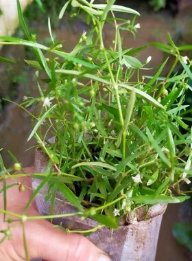 蛇舌草苗细米草解蛇毒虫毒急解索水仙花草喜阳紫色盆栽白花蛇舌草
