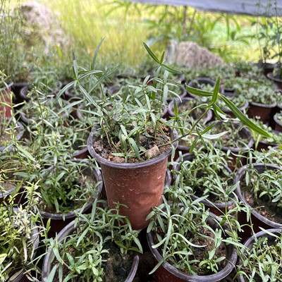 蛇舌草苗白花蛇舌草盆栽绿植杀菌草药配伍的半枝莲苗也有百花草苗