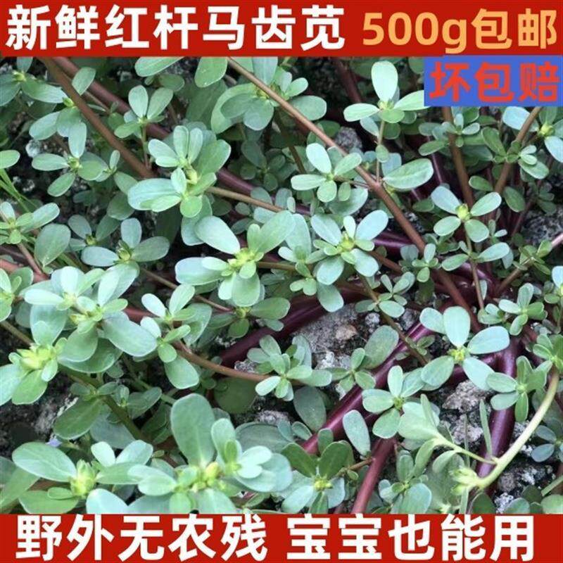 新鲜马齿苋野菜500g包邮