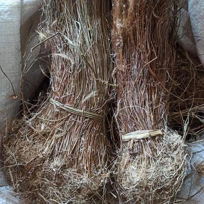 猫毛草野外金丝草天然黄毛草现采猫仔草墙头竹笔仔草干货500g包邮