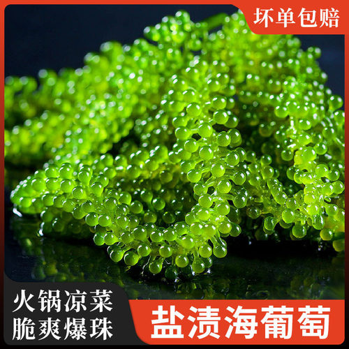 爱尚港即食盐渍海葡萄新鲜凉拌菜海藻菜袋绿色鱼子酱寿司下酒菜