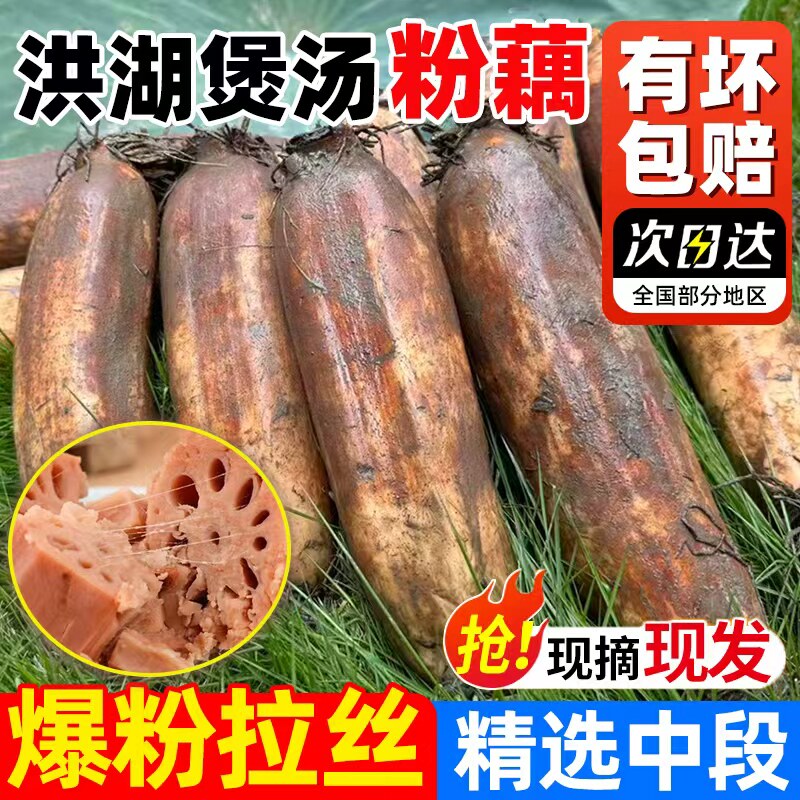 正宗湖北洪湖粉藕新鲜现挖煲汤野红莲藕炖汤粉糯武汉九孔藕节红湖图片