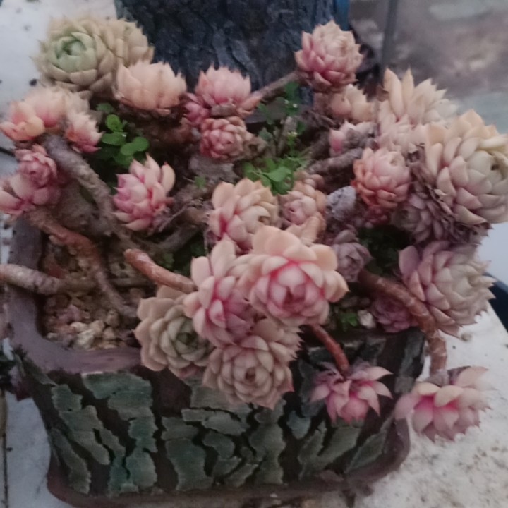 本吧带盆,鲜花速递/花卉仿真/绿植园艺,多肉植物,淘宝优惠券,粉丝福利购,淘宝优惠卷