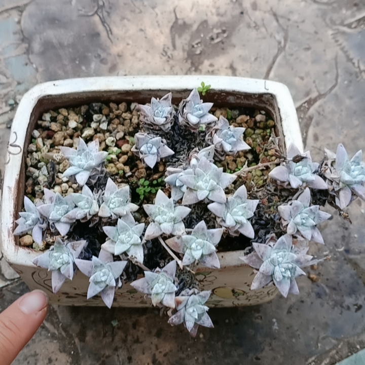 白菊带土实物图