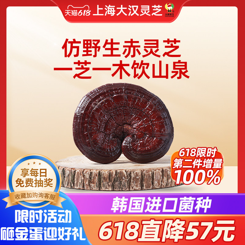 【热抢618】原木仿野生赤灵芝1斤装 韩进口菌种 一芝一木菌盖肥厚